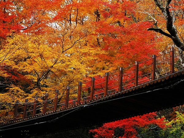 ■【茨城】茨城の紅葉名所を巡る!日本三大名瀑「袋田の滝」×汐見滝吊り橋がかかる「花貫渓谷」へ!2